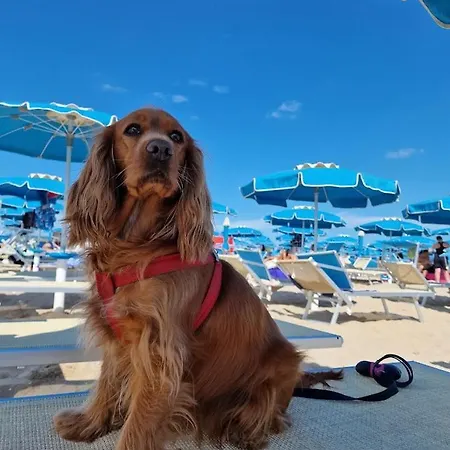 Diplomat Marine Каттолика