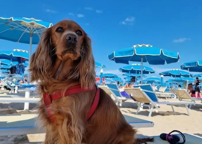 Diplomat Marine Κατόλικα